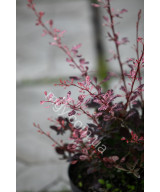 Барбарис Тунберга 'Арлекін' (Berberis Thunbergii Harlequin)