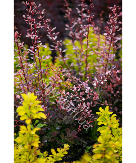 Барбарис Тунберга 'Арлекін' (Berberis Thunbergii Harlequin)