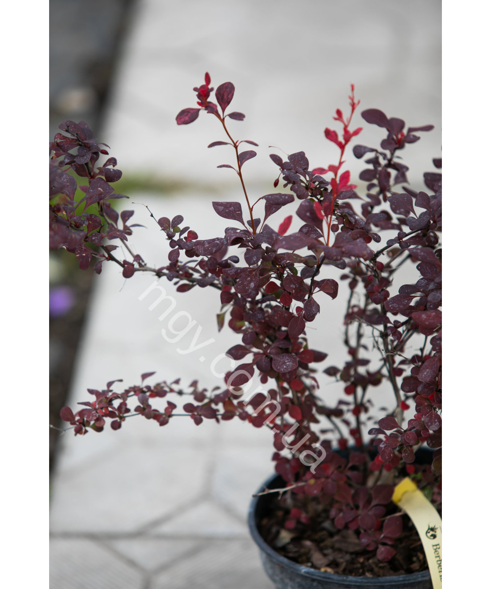 Барбарис Тунберга 'Атропурпуреа' (Berberis Thunbergii Atropurpurea)