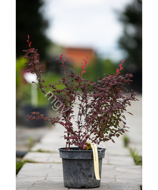 Барбарис Тунберга 'Атропурпуреа' (Berberis Thunbergii Atropurpurea)