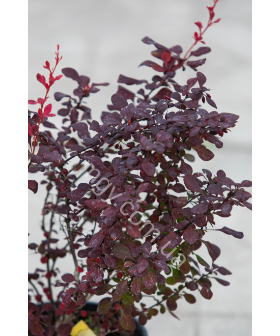 Барбарис Тунберга 'Атропурпуреа' (Berberis Thunbergii Atropurpurea)