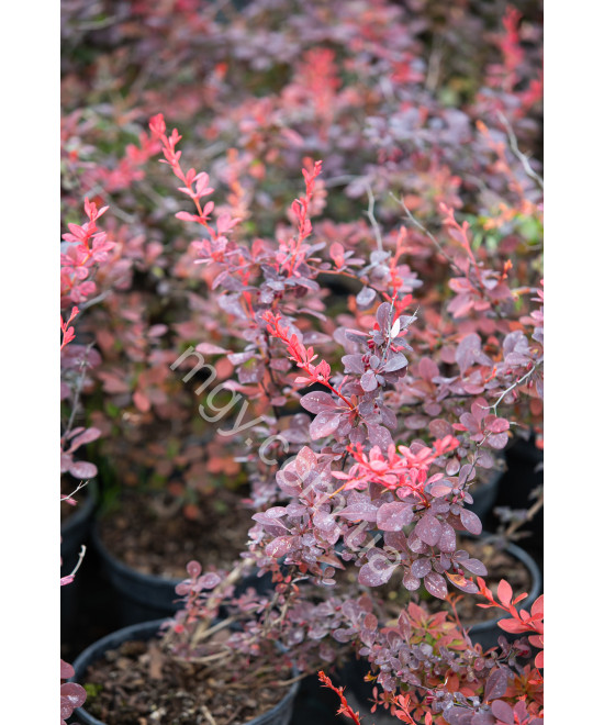 Барбарис Тунберга 'Атропурпуреа' (Berberis Thunbergii Atropurpurea)