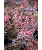 Барбарис Тунберга 'Атропурпуреа' (Berberis Thunbergii Atropurpurea)