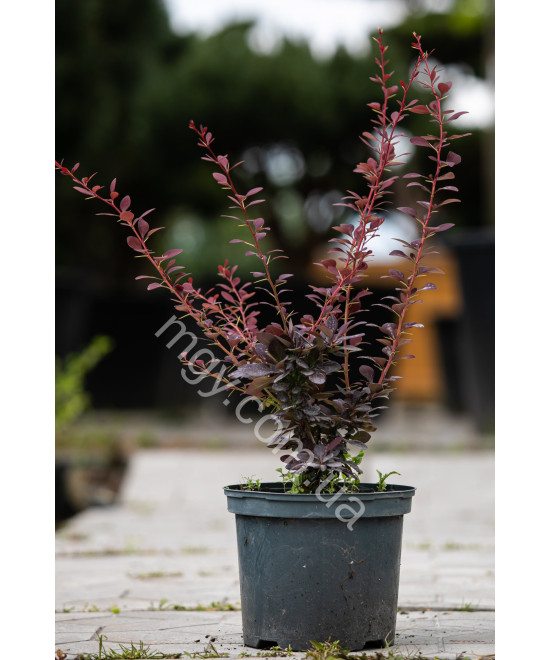 Барбарис оттавський Superba (Berberis ottawensis Superba)