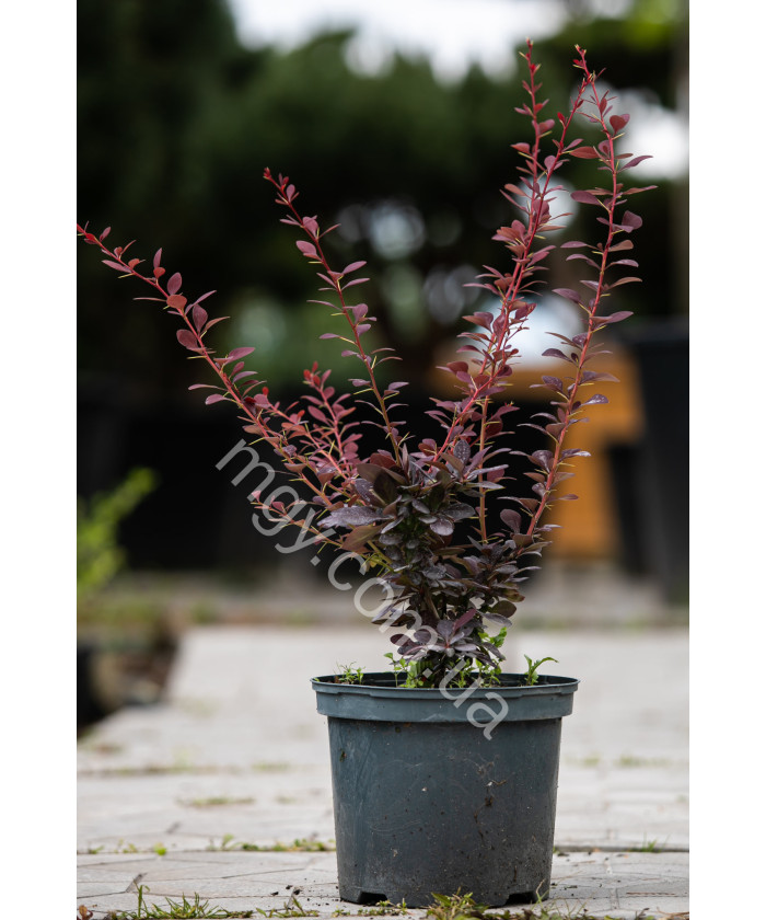 Барбарис оттавський Superba (Berberis ottawensis Superba)