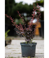 Барбарис оттавський Superba (Berberis ottawensis Superba)