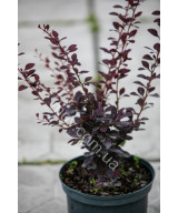 Барбарис оттавський Superba (Berberis ottawensis Superba)