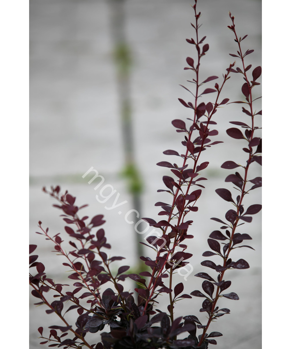 Барбарис оттавський Superba (Berberis ottawensis Superba)