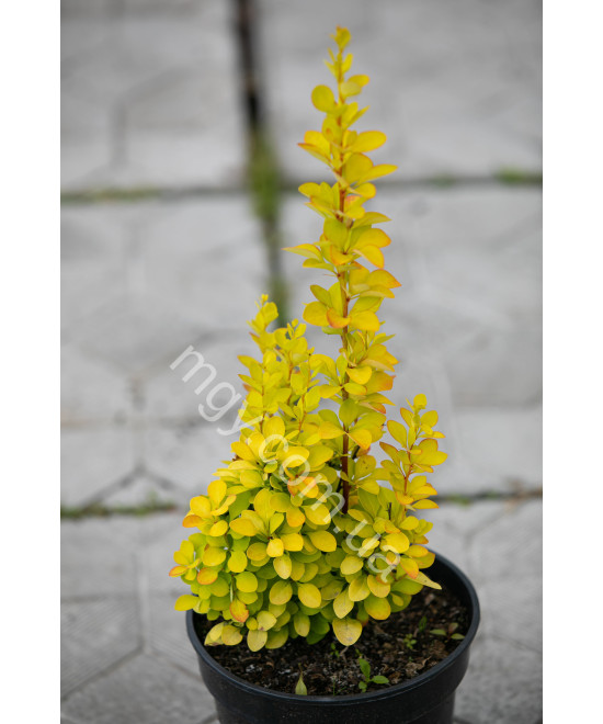 Барбарис Тунберга 'Маріа' (Berberis Thunbergii Maria)