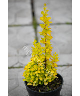 Барбарис Тунберга 'Маріа' (Berberis Thunbergii Maria)