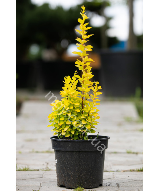 Барбарис Тунберга 'Маріа' (Berberis Thunbergii Maria)