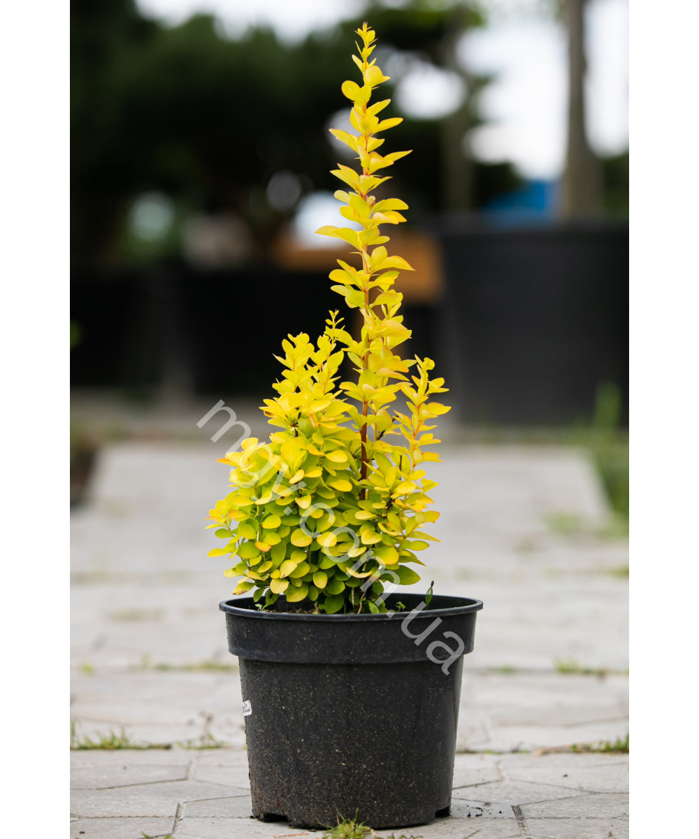 Барбарис Тунберга 'Маріа' (Berberis Thunbergii Maria)