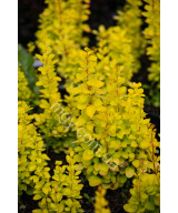Барбарис Тунберга 'Маріа' (Berberis Thunbergii Maria)