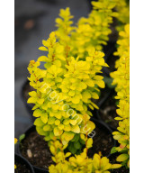 Барбарис Тунберга 'Маріа' (Berberis Thunbergii Maria)