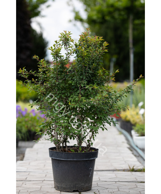 Вишня Японська 'Койо Но Май' Сакура (Prunus Incisa Kojou-No-Mai)