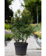 Вишня Японська 'Койо Но Май' Сакура (Prunus Incisa Kojou-No-Mai)