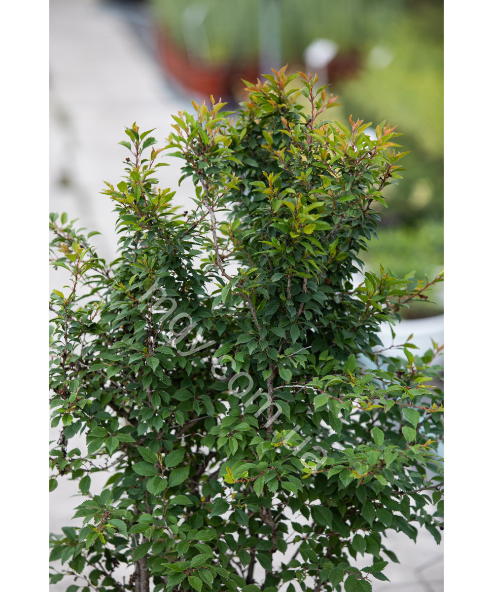 Вишня Японська 'Койо Но Май' Сакура (Prunus Incisa Kojou-No-Mai)