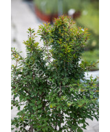 Вишня Японська 'Койо Но Май' Сакура (Prunus Incisa Kojou-No-Mai)