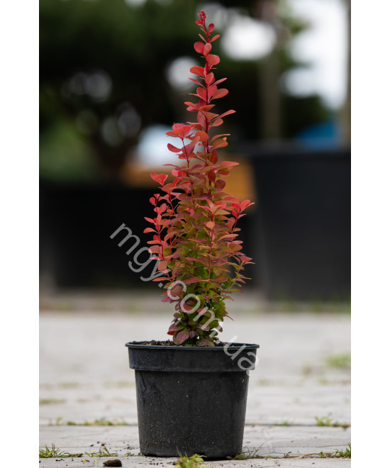 Барбарис Тунберга 'Оранж Рокет' (Berberis Thunbergii Orange Roket)