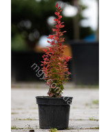 Барбарис Тунберга 'Оранж Рокет' (Berberis Thunbergii Orange Roket)