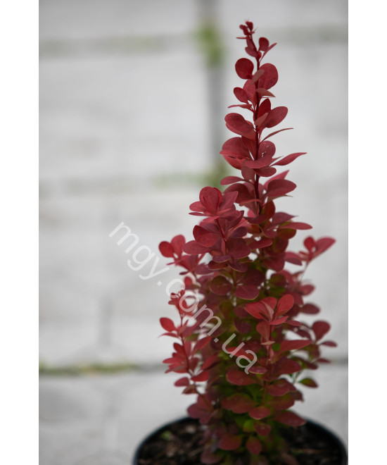 Барбарис Тунберга 'Оранж Рокет' (Berberis Thunbergii Orange Roket)