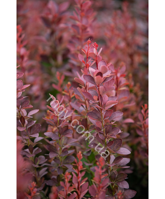 Барбарис Тунберга 'Оранж Рокет' (Berberis Thunbergii Orange Roket)