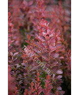 Барбарис Тунберга 'Оранж Рокет' (Berberis Thunbergii Orange Roket)