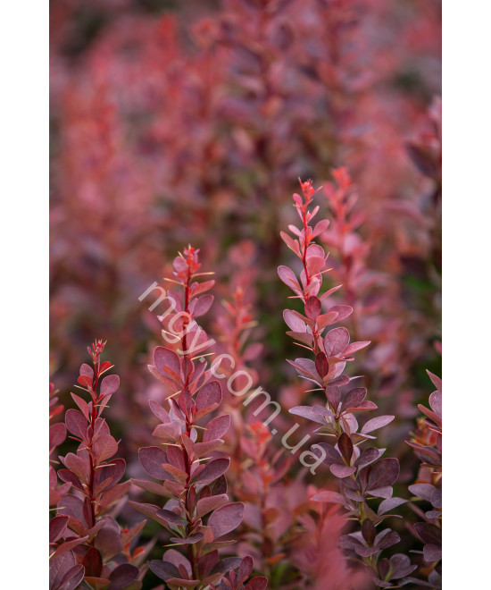 Барбарис Тунберга 'Оранж Рокет' (Berberis Thunbergii Orange Roket)