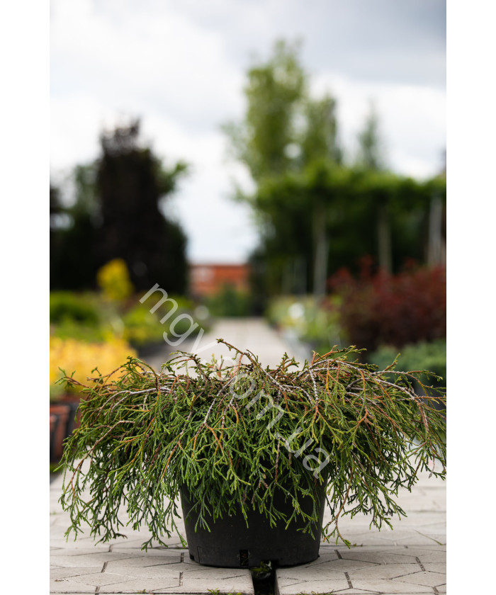 Туя складчаста/гігантська Кагерс Бьюті (Thuja plicata Kagers Beauty)