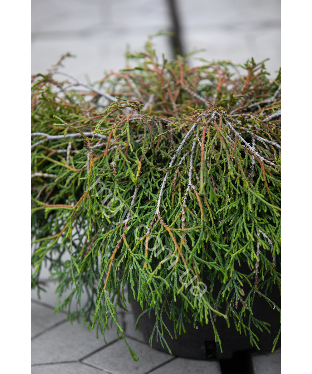 Туя складчаста/гігантська Кагерс Бьюті (Thuja plicata Kagers Beauty)