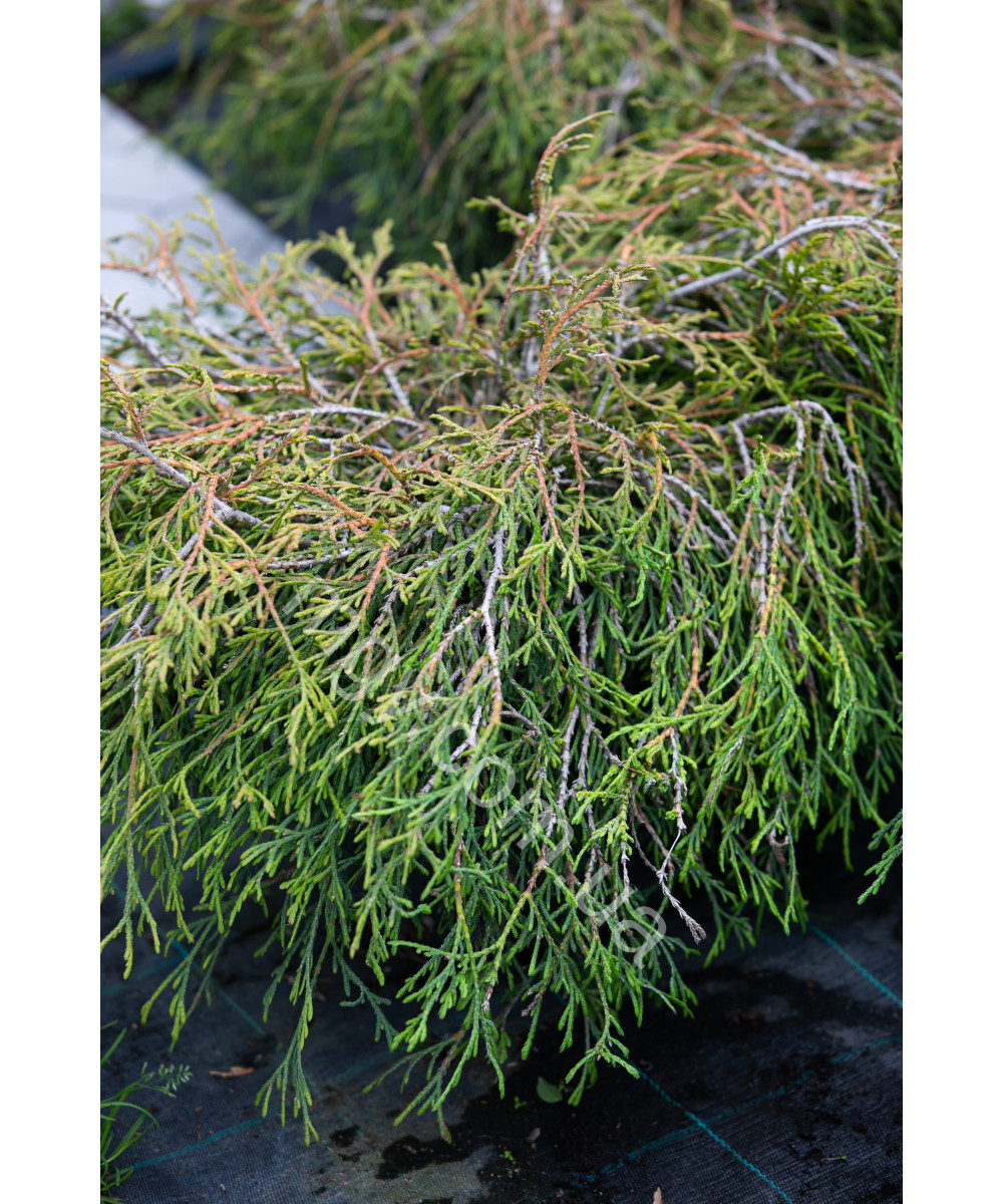 Туя складчаста/гігантська Кагерс Бьюті (Thuja plicata Kagers Beauty)