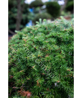 Ялівець середній Олд Голд(Juniperus media Old Gold)