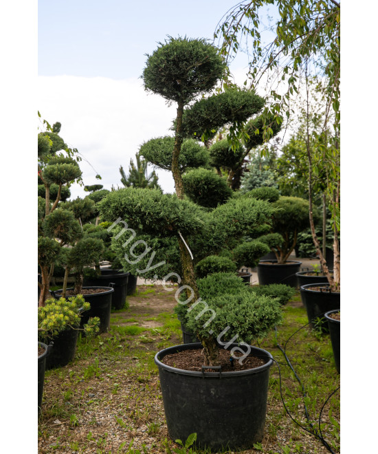 Ялівець віргінський Хетц (Juniperus virginiana Hetz)