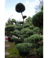 Ялівець віргінський Хетц (Juniperus virginiana Hetz)