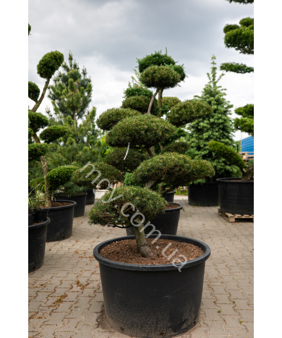 Сосна гірська (Pinus mugo)