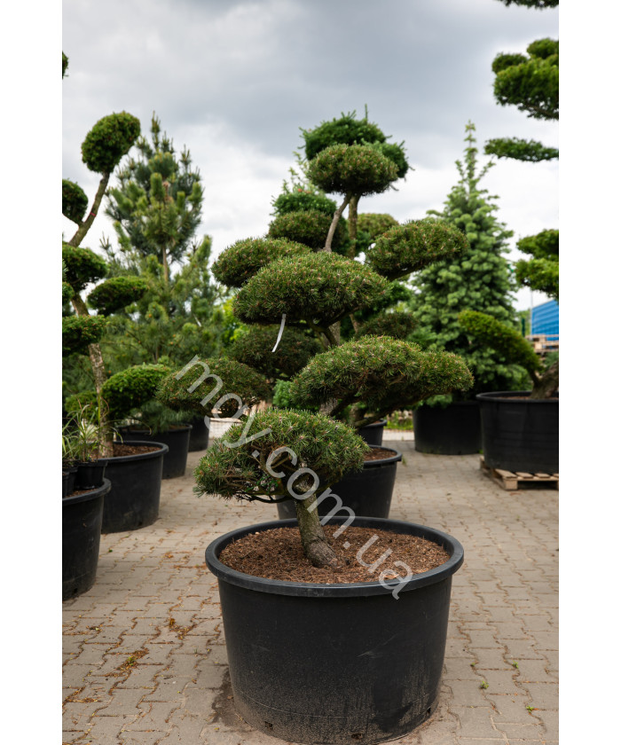 Сосна гірська (Pinus mugo)