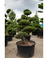 Сосна гірська (Pinus mugo)