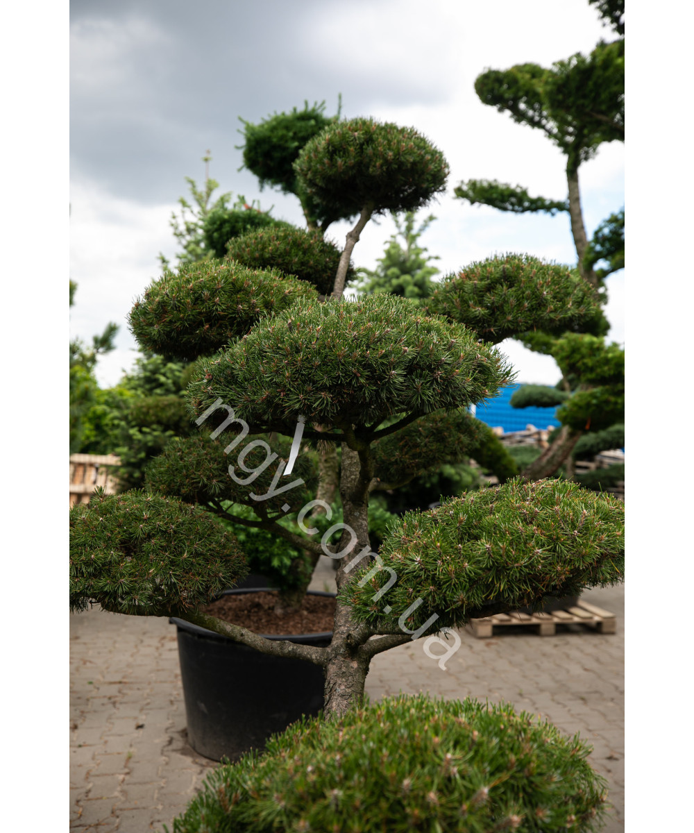Сосна гірська (Pinus mugo)