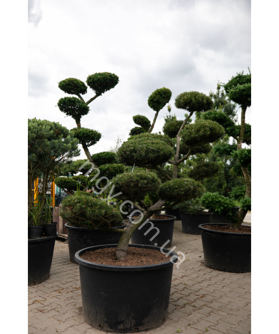 Сосна гірська (Pinus mugo)