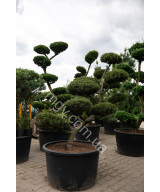 Сосна гірська (Pinus mugo)