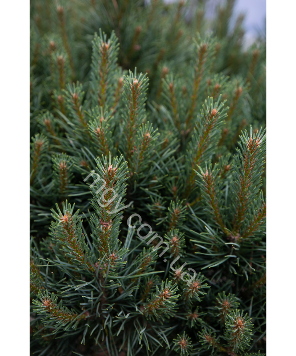 Сосна гірська (Pinus mugo)
