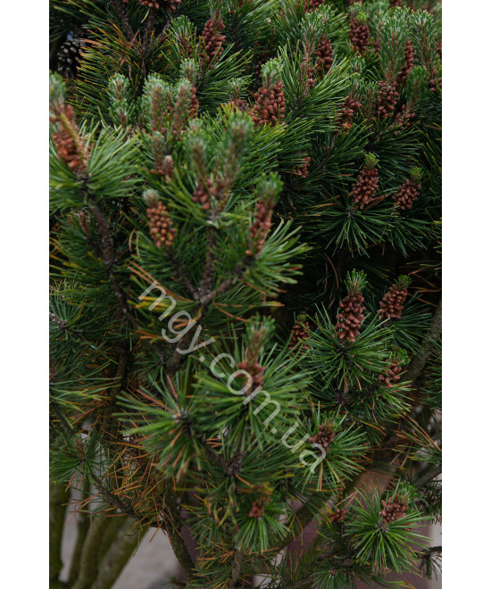 Сосна гірська (Pinus mugo)