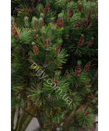 Сосна гірська (Pinus mugo)