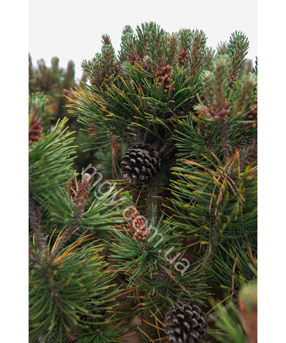 Сосна гірська (Pinus mugo)