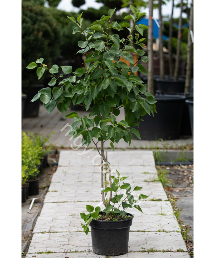 Бузок звичайний білий (Syringa White)