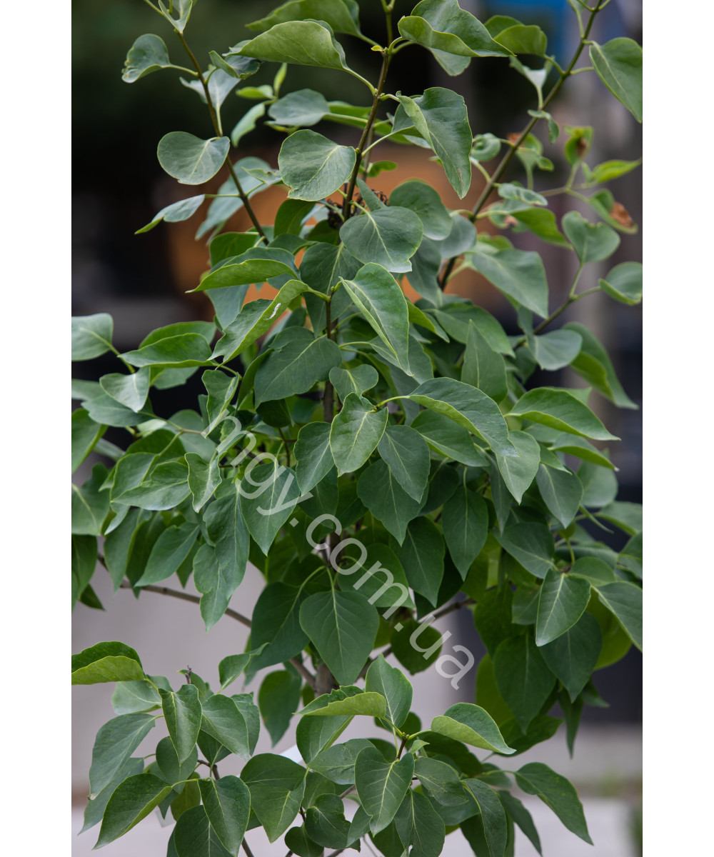 Бузок звичайний білий (Syringa White)
