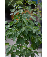 Бузок звичайний білий (Syringa White)