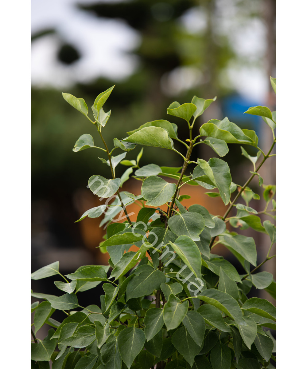 Бузок звичайний білий (Syringa White)