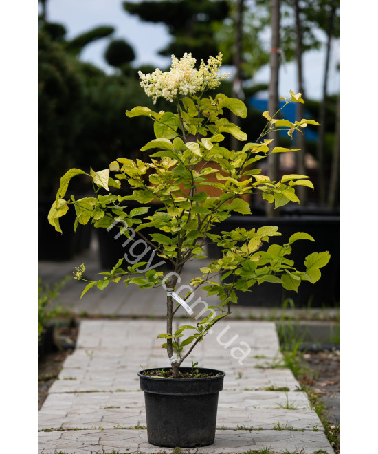 Бузок сітчастий Іворі Сілк (Syringa reticulata Ivory Silk)
