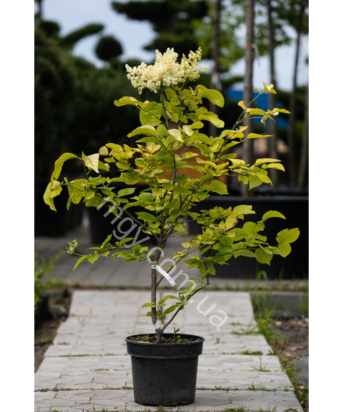 Бузок сітчастий Іворі Сілк (Syringa reticulata Ivory Silk)